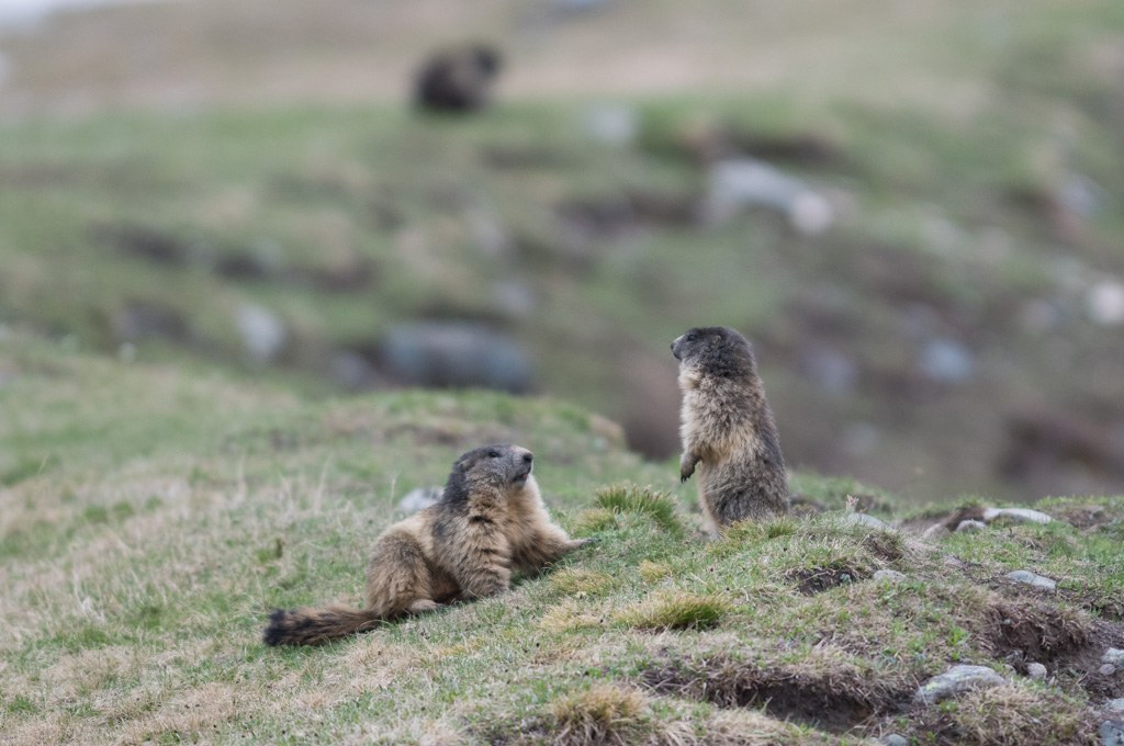Marmotte_101.jpg