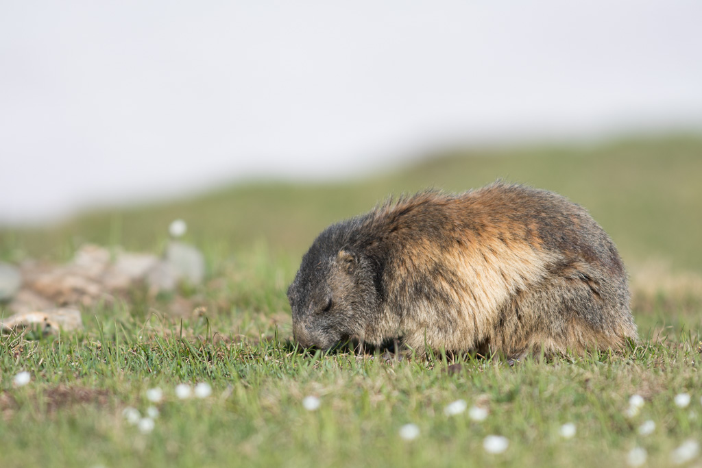 Marmotte_102.jpg