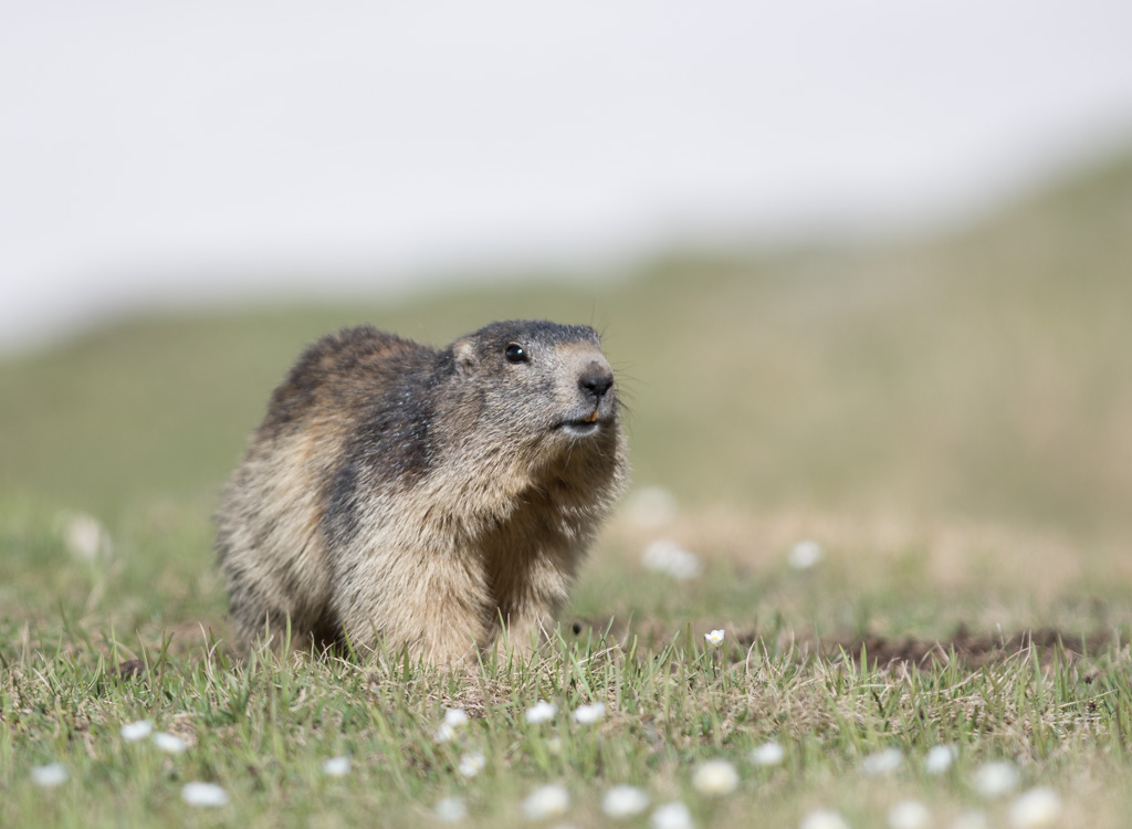 Marmotte_103.jpg