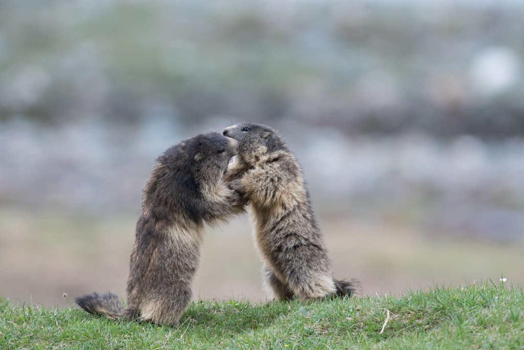 Marmotte_105.jpg