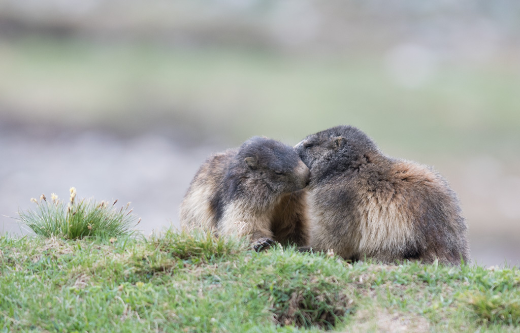 Marmotte_107.jpg