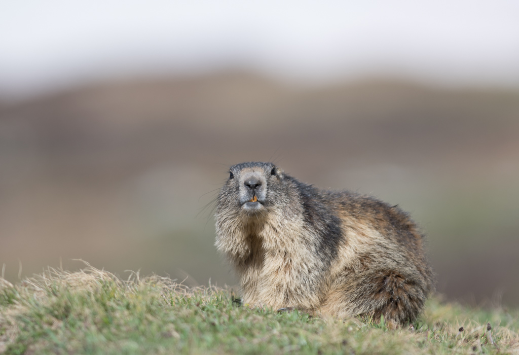 Marmotte_108.jpg