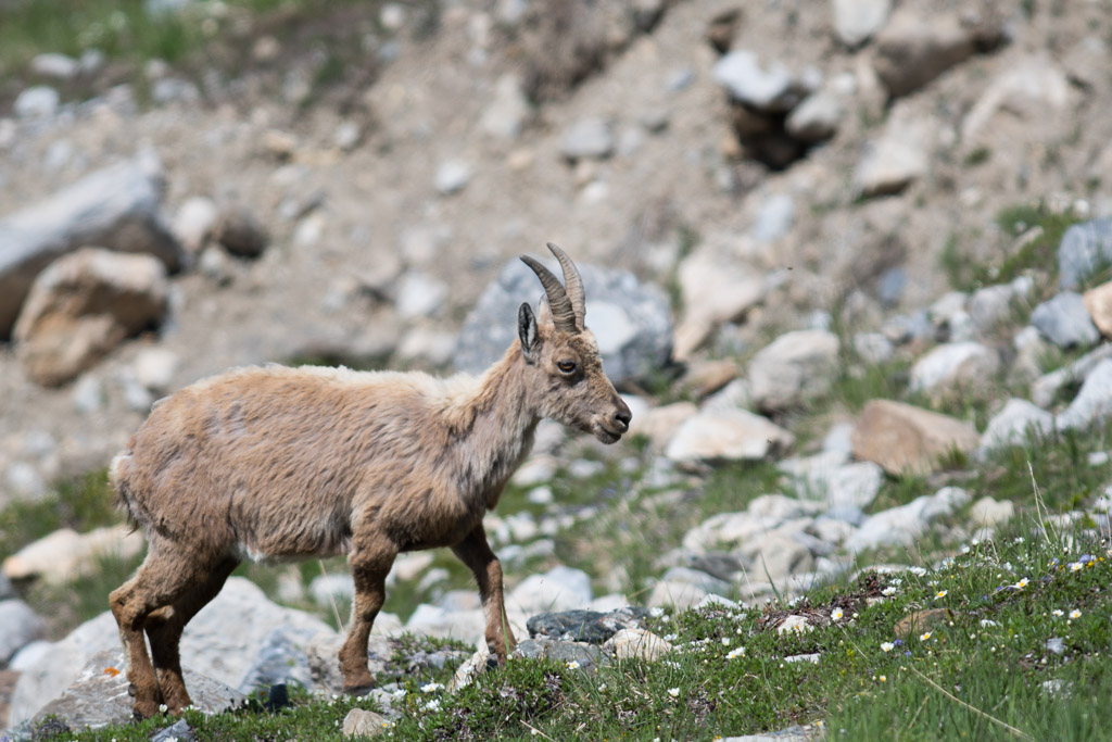 Marmotte_110.jpg