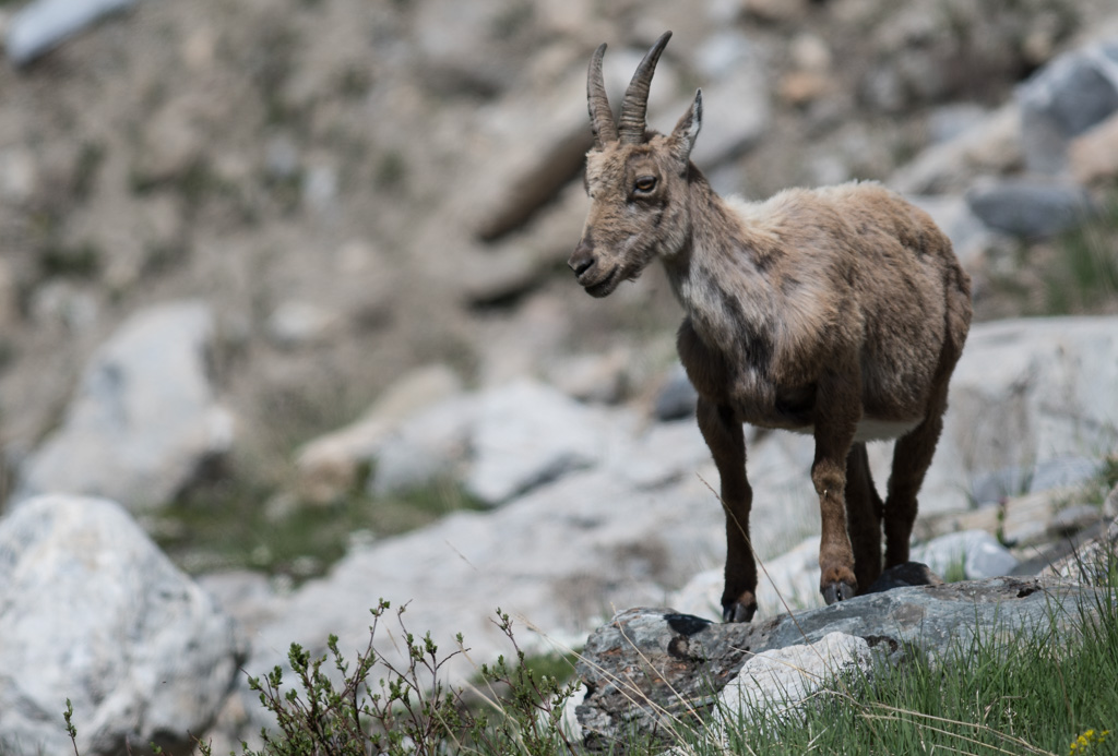 Marmotte_111.jpg