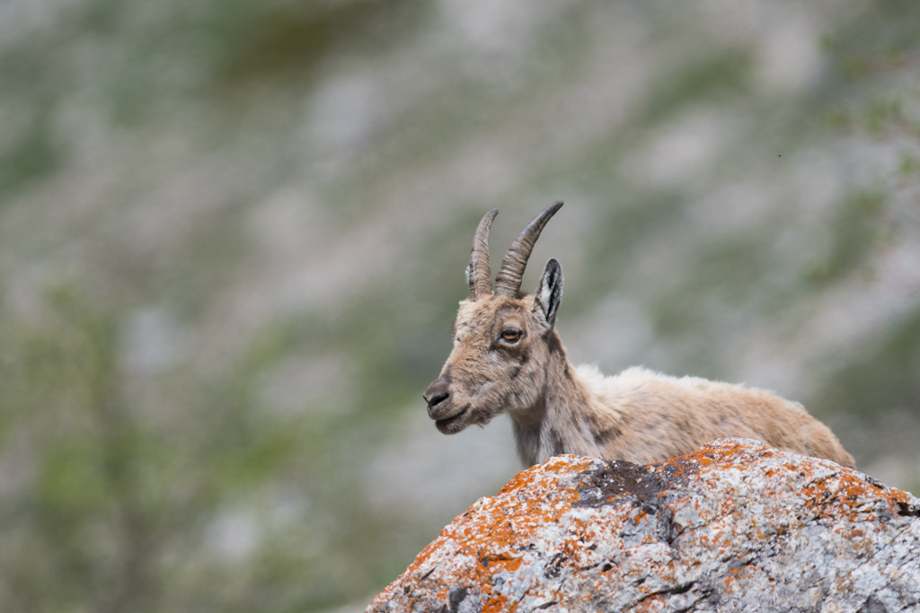 Marmotte_112.jpg