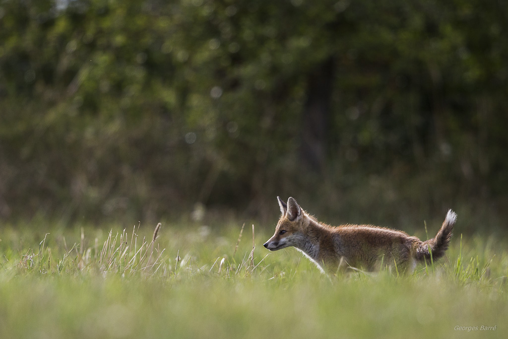 Renard roux (Vulpes vulpes)-10.jpg
