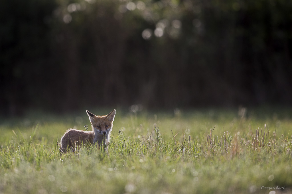 Renard roux (Vulpes vulpes)-31.jpg