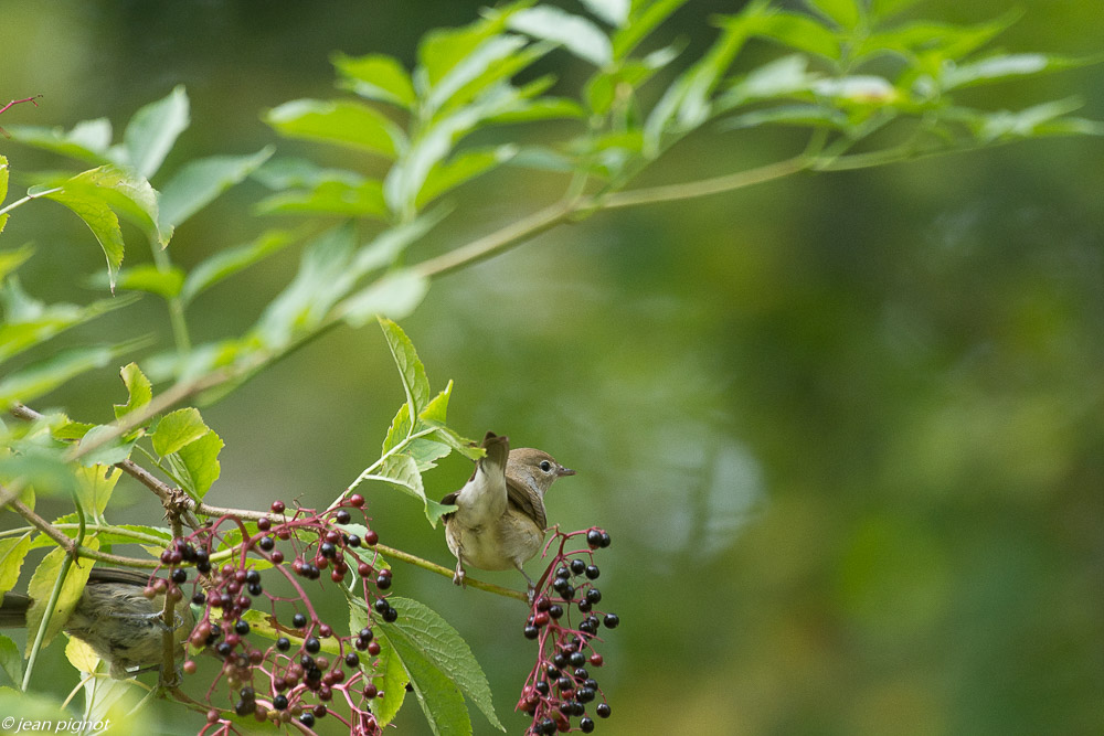 oiseaux des haies dautomne 08 2018-4.jpg