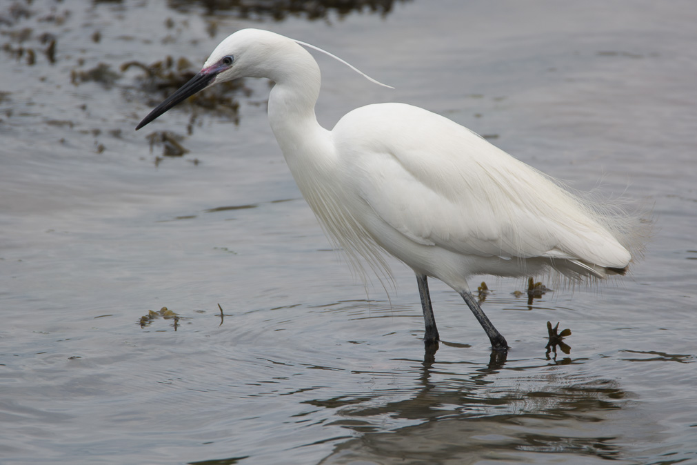 Aigrette 1.jpg