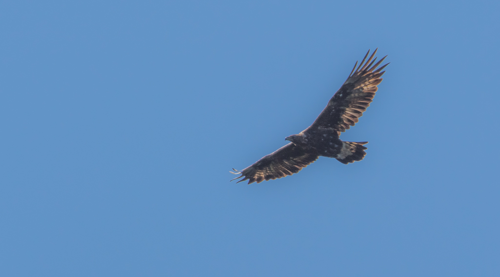 Aigle Royal 1.jpg