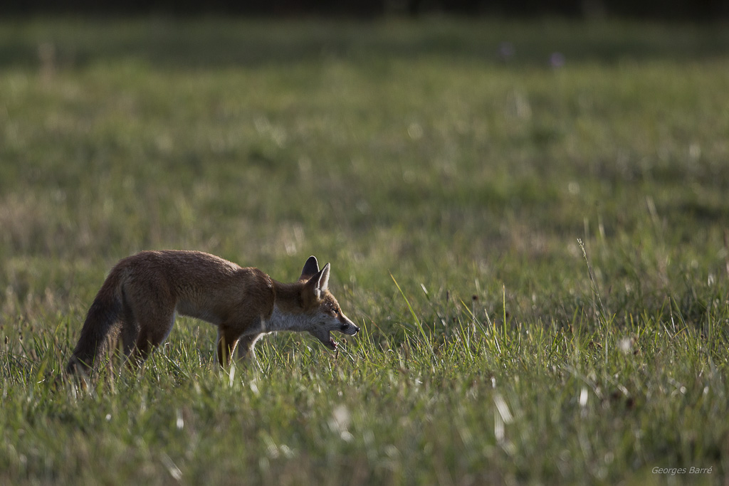 Renard roux (Vulpes vulpes)-58.jpg