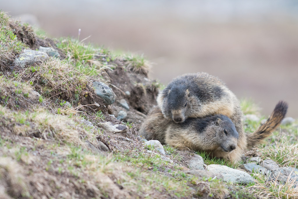 Marmotte_113.jpg