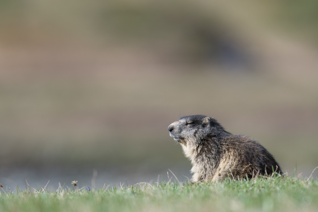 Marmotte_119.jpg