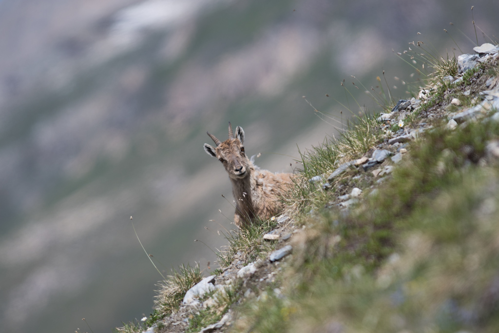 Marmotte_123.jpg