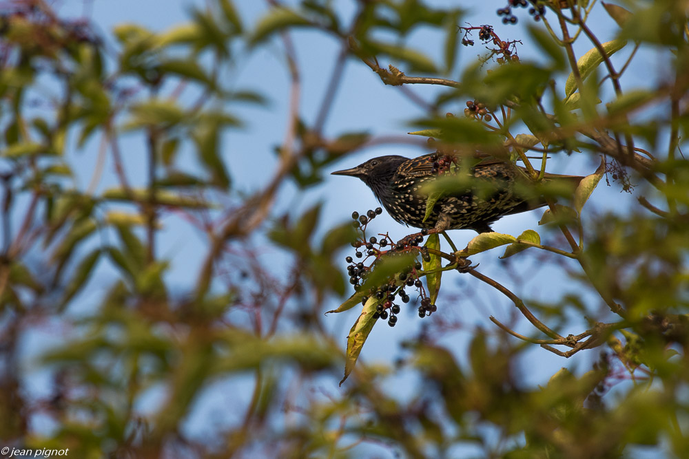 oiseaux pres de chez moi 08 2018-5.jpg