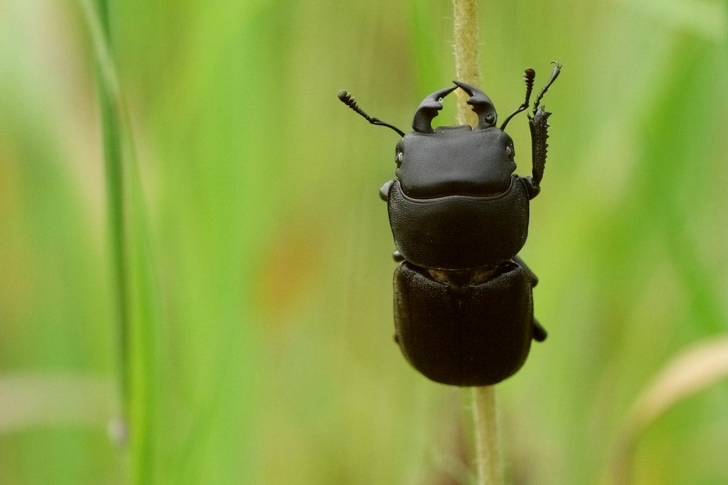 1 IMG_DORCUS.JPG