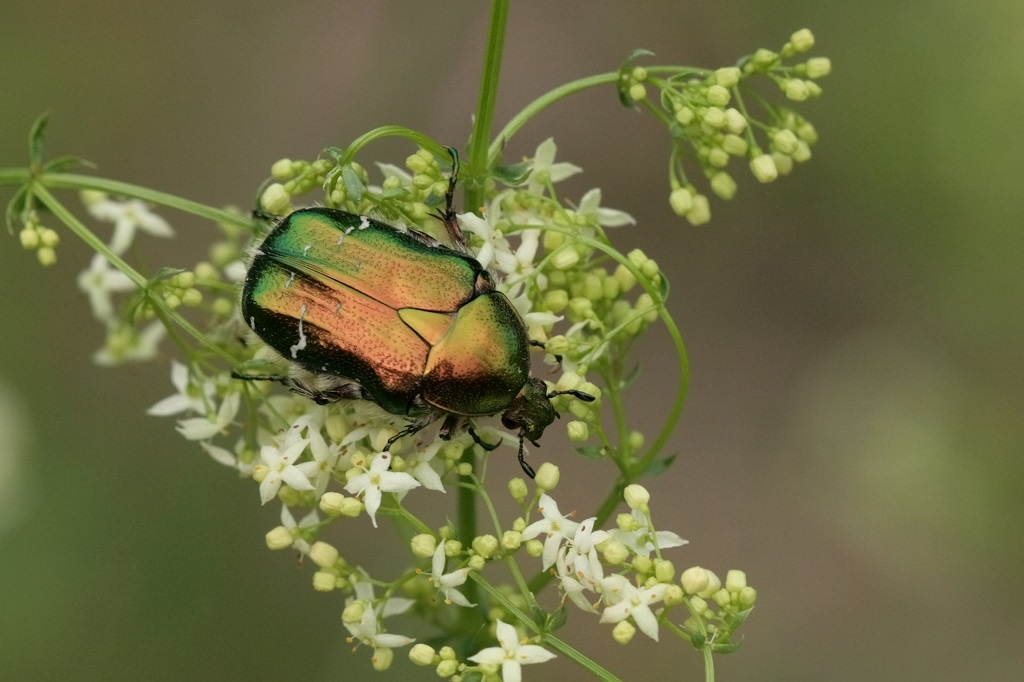 3IMG_CETONIA.JPG