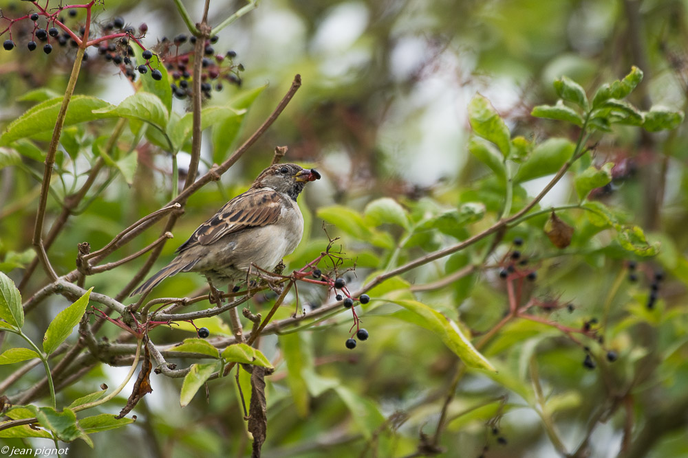 oiseaux pres de chez moi 08 2018.jpg