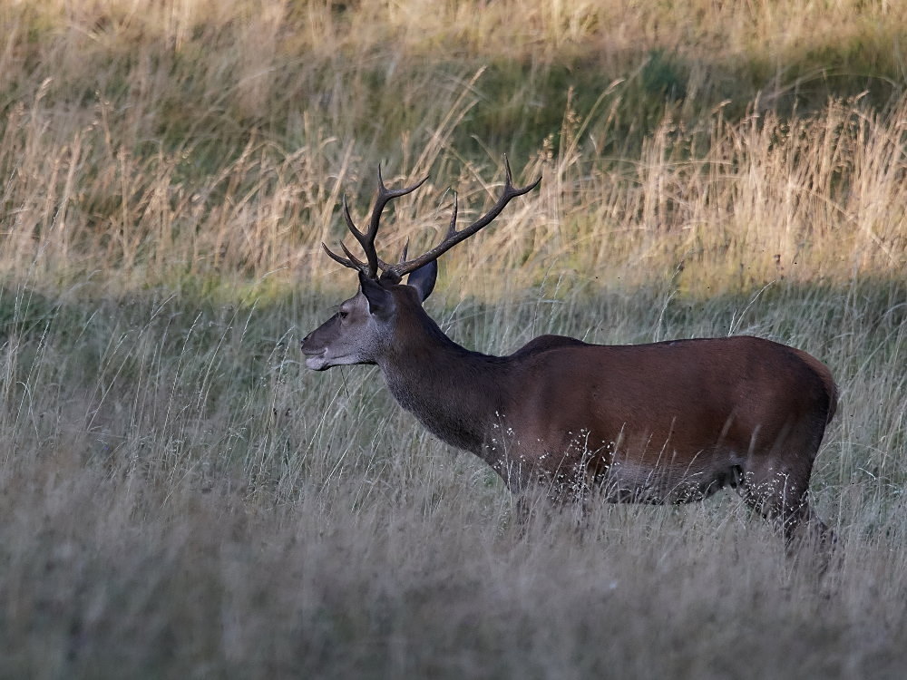 5945 neu co.jpg