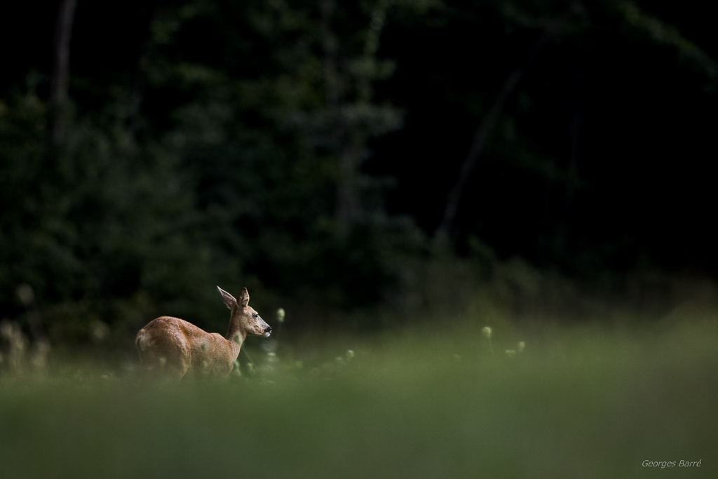 Chevreuil d'Europe (Capreolus capreolus)-333.jpg