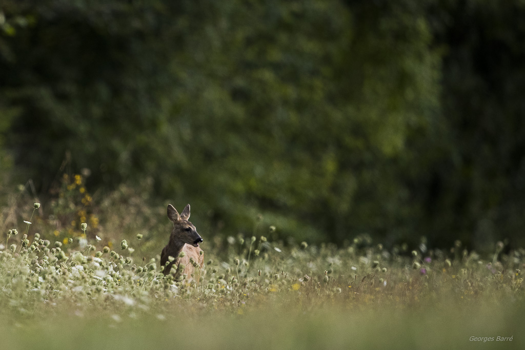 Chevreuil d'Europe (Capreolus capreolus)-337.jpg