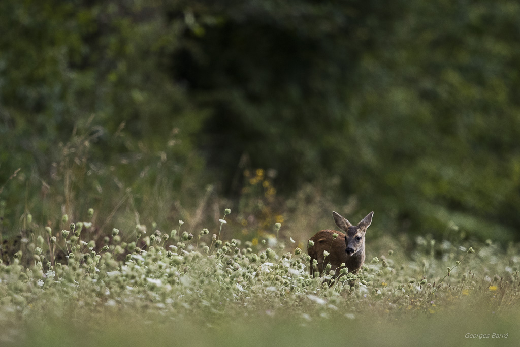 Chevreuil d'Europe (Capreolus capreolus)-355.jpg