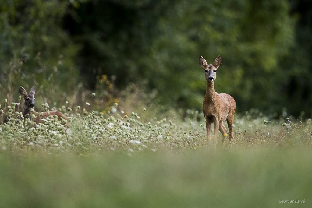 Chevreuil d'Europe (Capreolus capreolus)-360.jpg