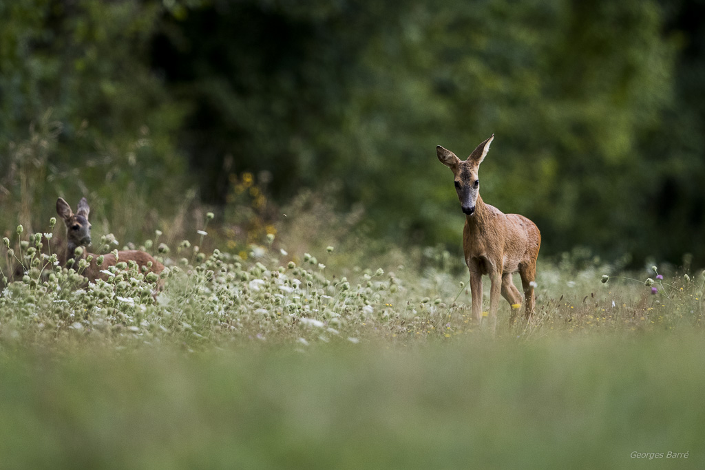 Chevreuil d'Europe (Capreolus capreolus)-375.jpg