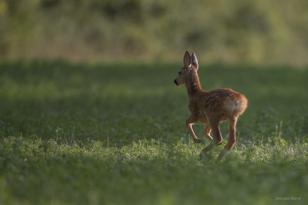 Chevreuil d'Europe (Capreolus capreolus)-385.jpg