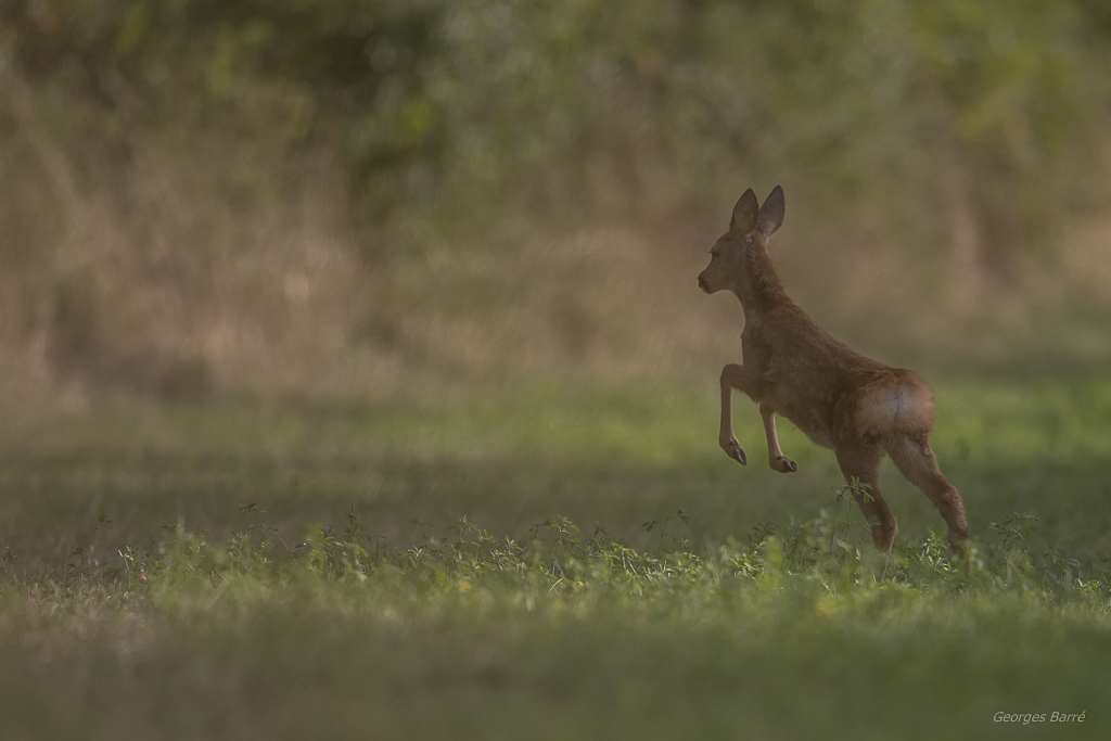 Chevreuil d'Europe (Capreolus capreolus)-388.jpg