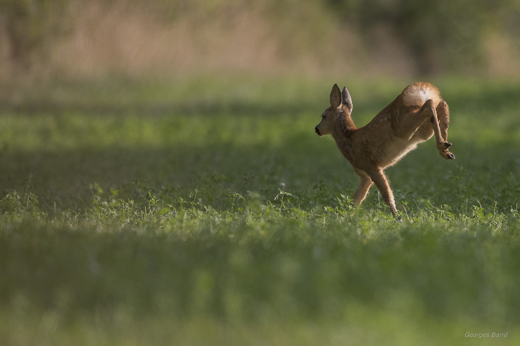 Chevreuil d'Europe (Capreolus capreolus)-386.jpg