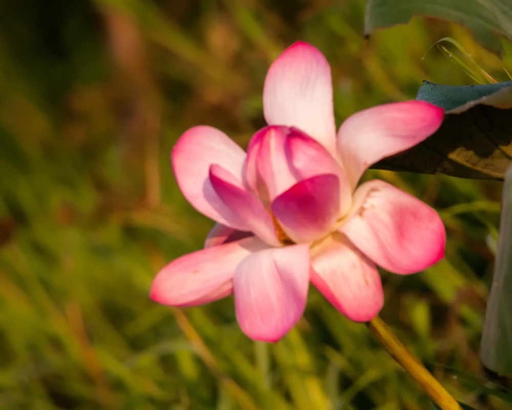 _DSC1751-Modifier-Modifier.jpg