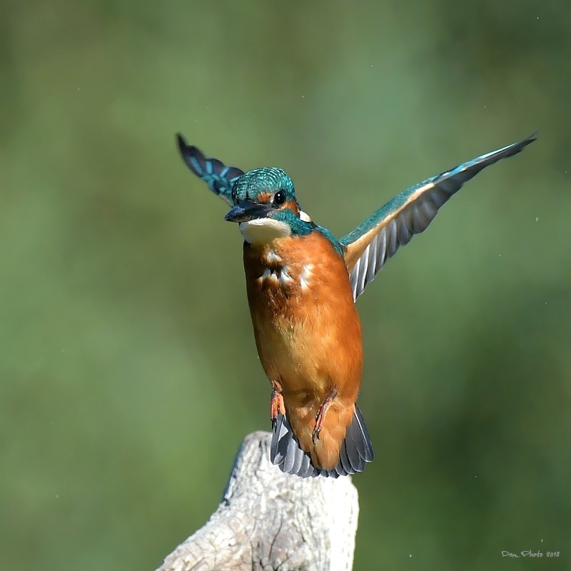 DSC_4139IN.jpg