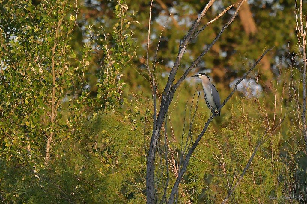 DSC_3849IN2.jpg