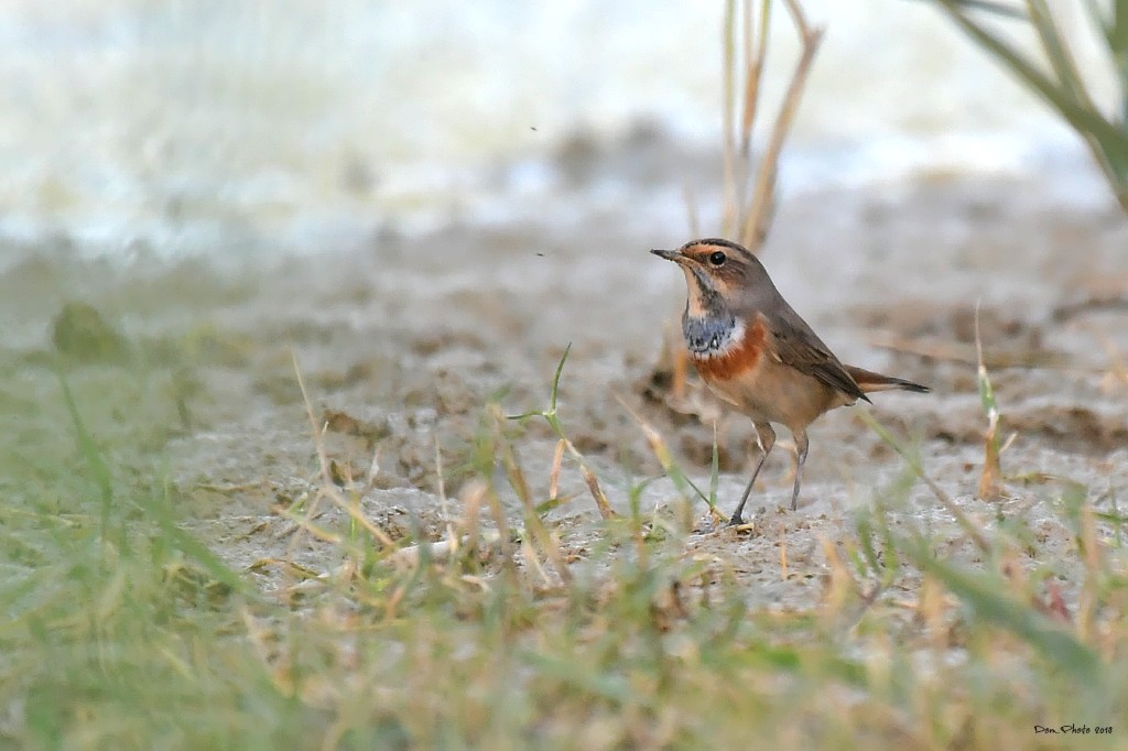 DSC_5326IN.jpg
