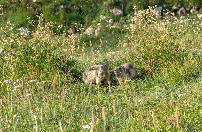 Marmotte2.jpg