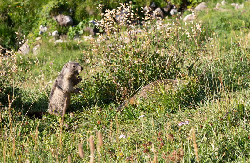 marmotte1.jpg