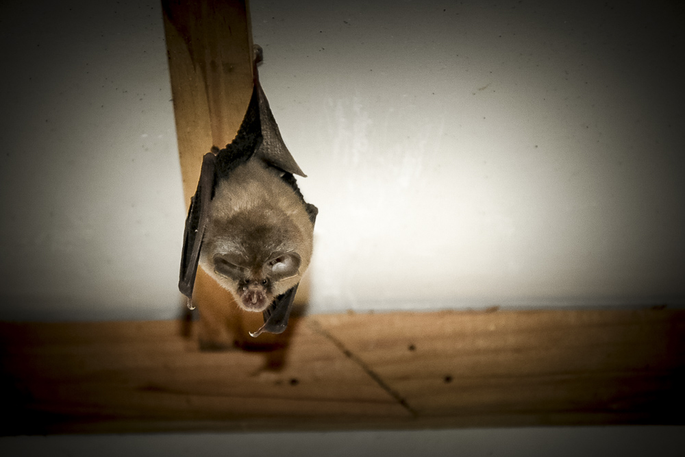 chauvesouris08-08-2018.jpg