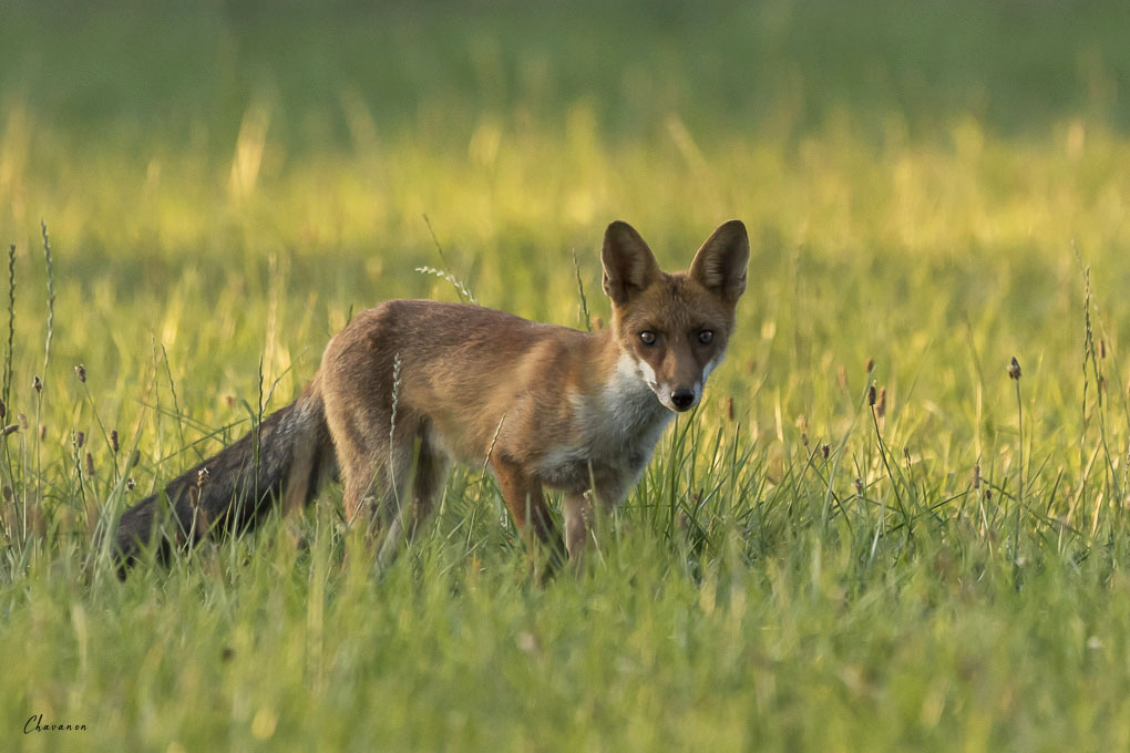 02renard.jpg