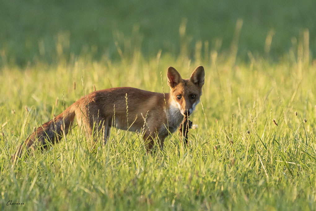 03renard.jpg