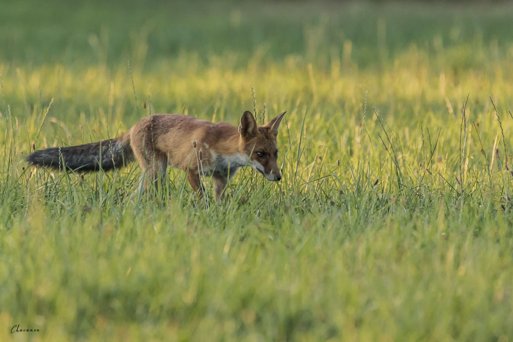 04renard.jpg