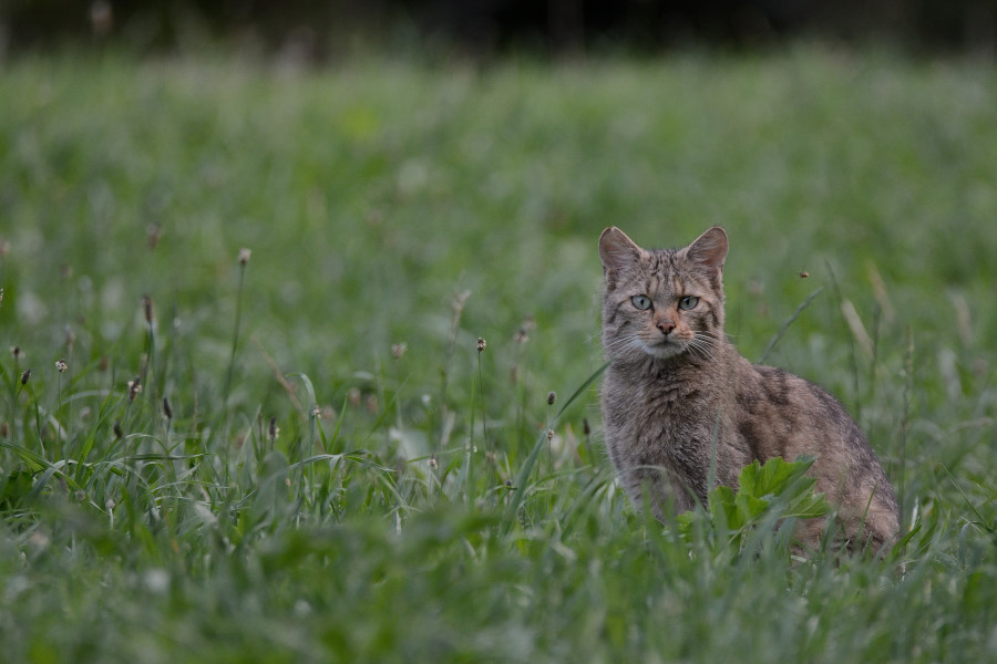DSC_3630_00006.JPG