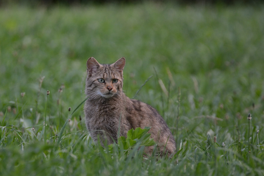 DSC_3632_00007.JPG