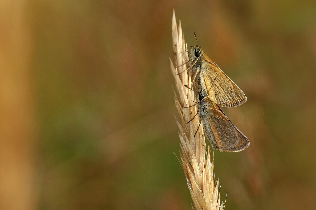 3 IMG_HESPER.JPG