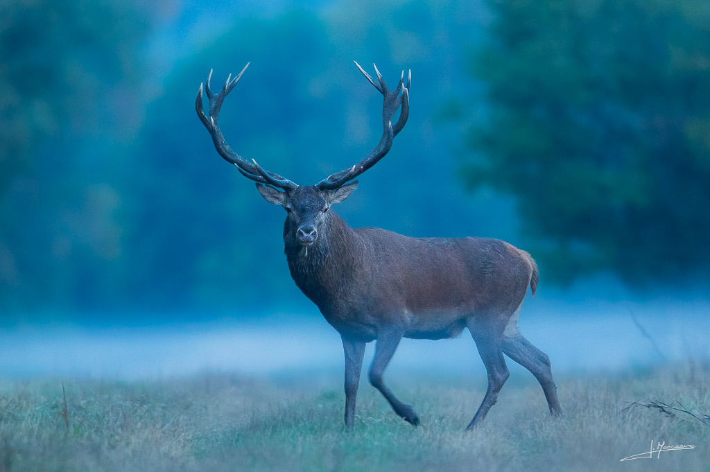 forum I&N 2018-09 cerf élaphe-010.jpg