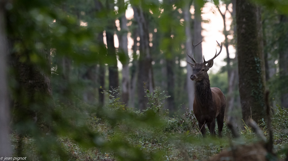 cerf au brame 09 2018-7.JPG