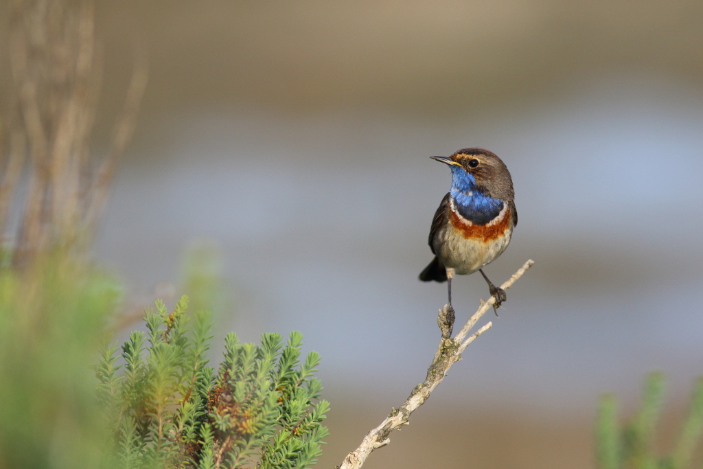 Gorgebleue à miroir I&N.JPG