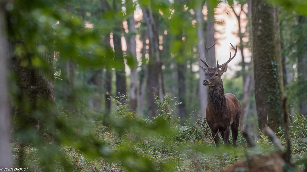 cerf au brame 09 2018-8.JPG