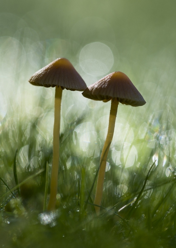 800 Champignon.jpg
