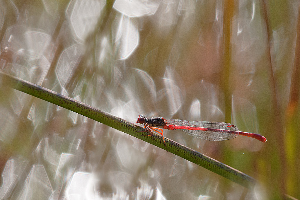 Ceriagrion tenellum 2 IN.jpg